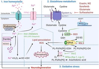 The Potential of Ferroptosis-Targeting Therapies for Alzheimer’s Disease: From Mechanism to Transcriptomic Analysis